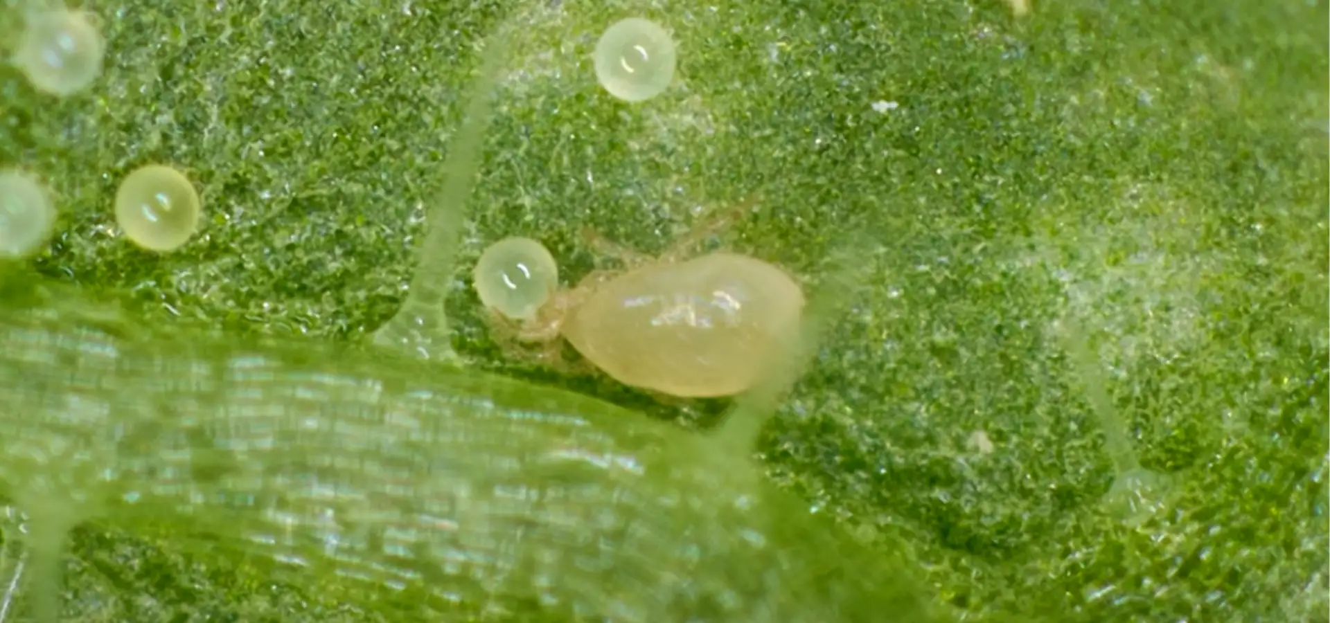 Cucumip atacando huevos de acaros