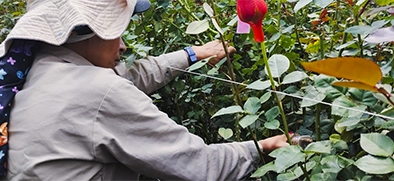 Acompañamiento técnico para un control biológico de las plantas